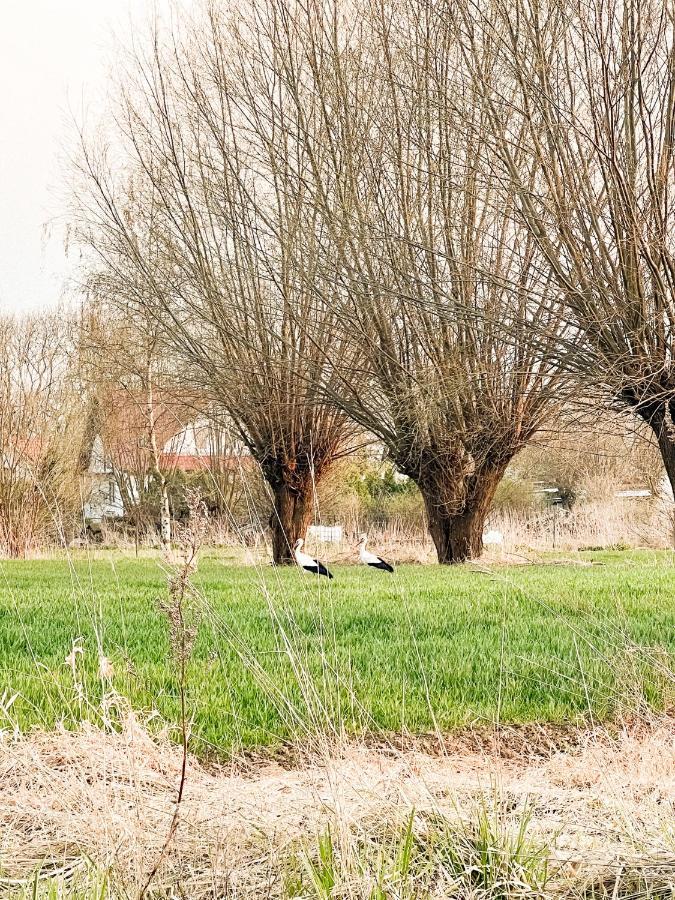 Appartamento Siedlisko Nad Nogatem Jazowa  Esterno foto